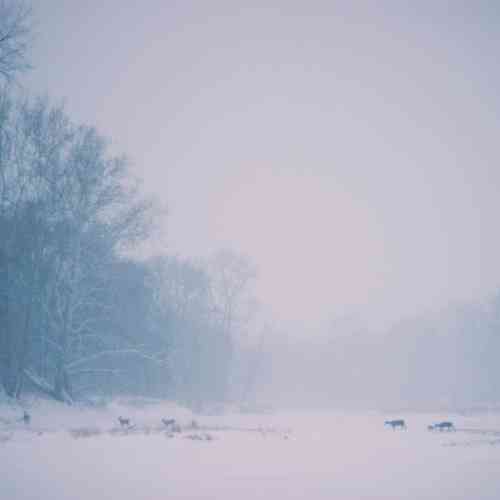 Artwork for Winter Solitude