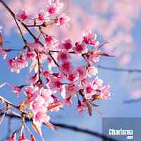 Artwork for Cherry Blossom 